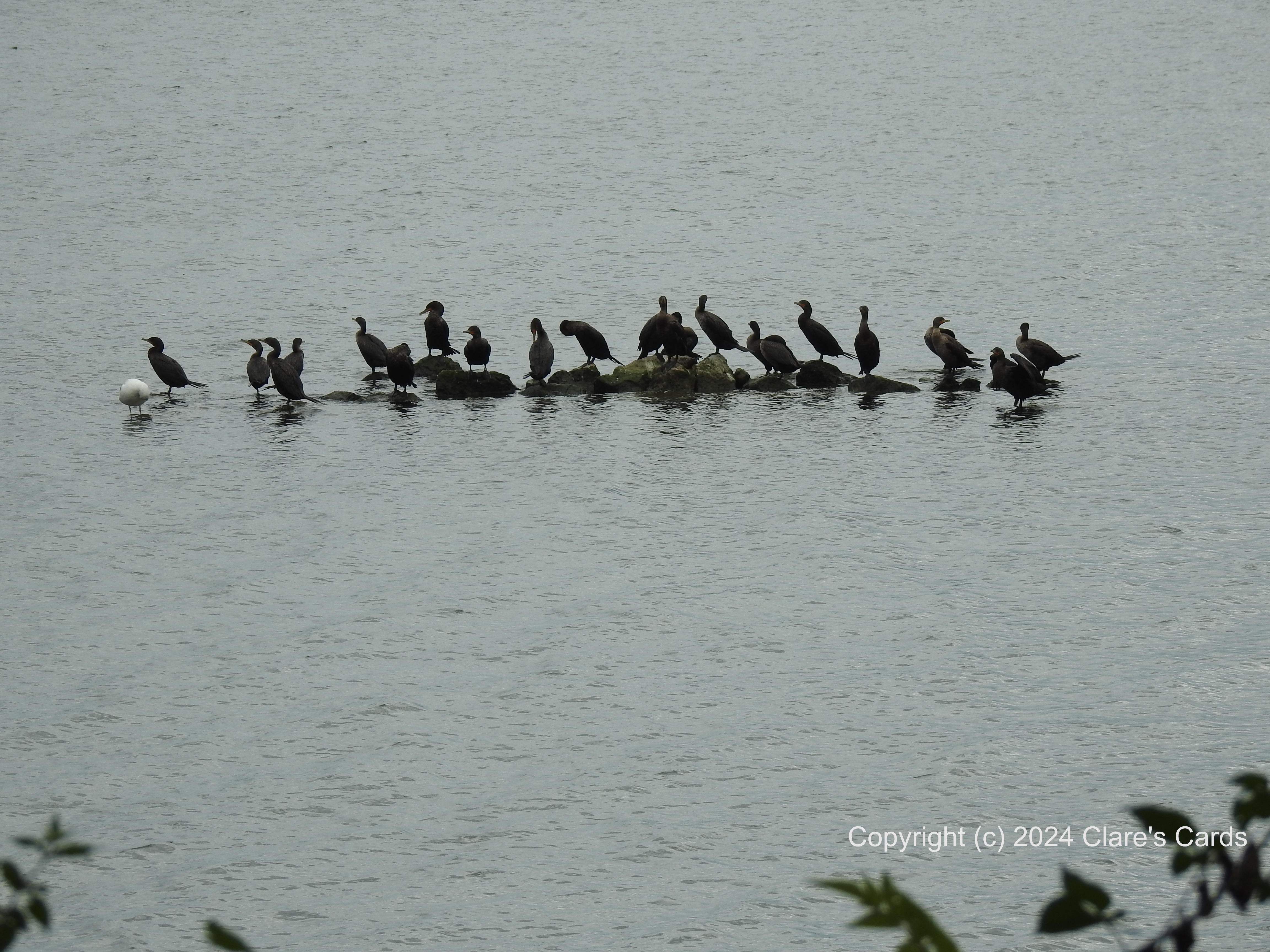 Follow the Leader